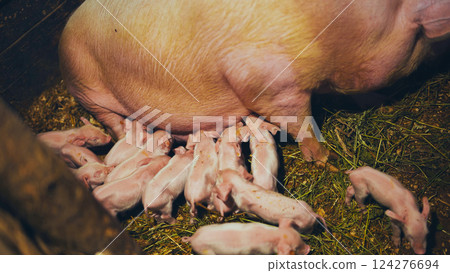 Piglets suckling a sow in a pigsty Piglets suckling a sow in a pigsty 124276694