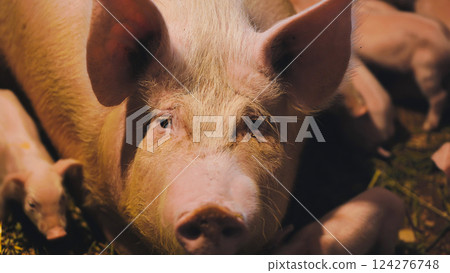 Portrait of a pig resting on straw in a pigsty Portrait of a pig resting on straw in a pigsty 124276748