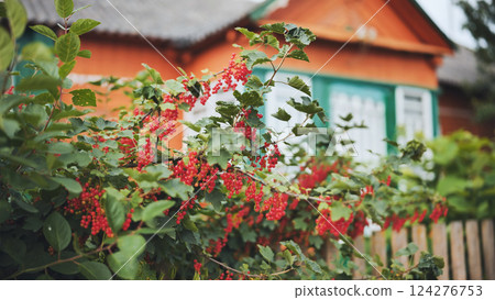 Red currants ripening on branch, dangling near rustic wooden farmhouse with soft background blur Red currants ripening on branch, dangling near rustic wooden farmhouse with soft background blur 124276753