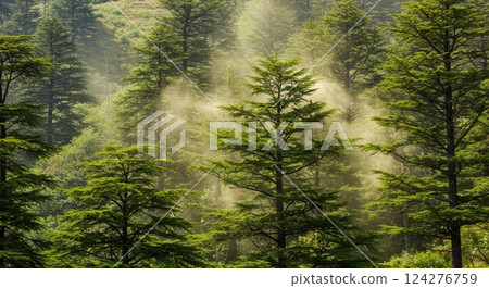 Mountains where cedar pollen flies Mountains where cedar pollen flies 124276759