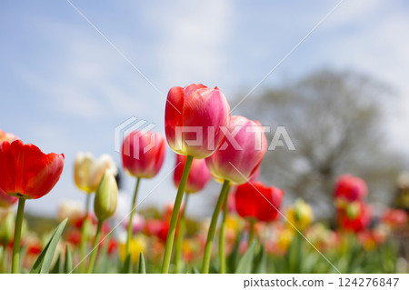 Beautiful tulip flower in the park Beautiful tulip flower in the park 124276847