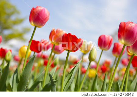 Beautiful tulip flower in the park 124276848