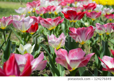 Beautiful tulip flower garden. The Expo 70 Commemorative Park, Osaka, Japan Beautiful tulip flower garden. The Expo 70 Commemorative Park, Osaka, Japan 124276849