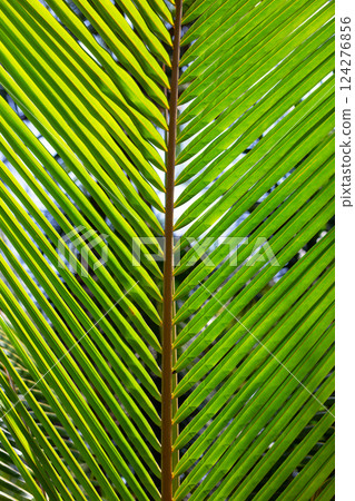 Coconut palm leaves for green background. Coconut palm leaves for green background. 124276856