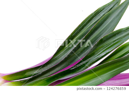 Boat-lily, Oyster Lily, Oyster Plant, White-flowered Tradescantia. Boat-lily, Oyster Lily, Oyster Plant, White-flowered Tradescantia. 124276859