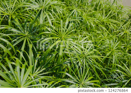 Cyperus involucratus plant in pond Cyperus involucratus plant in pond 124276864