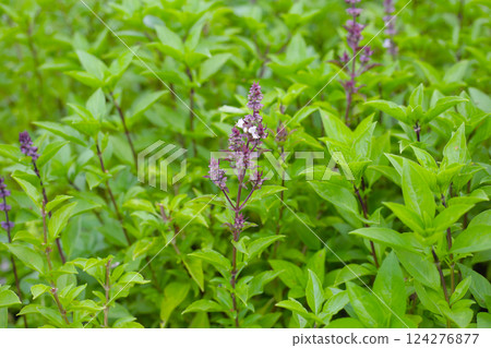 Thai sweet basil herb plant 124276877