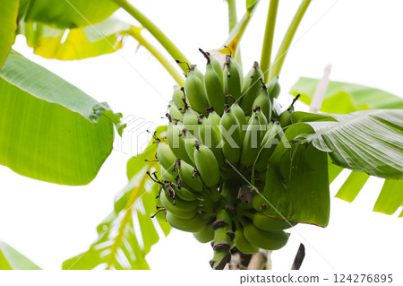 A large bunch of unripe green bananas hanging from a banana tree. 124276895