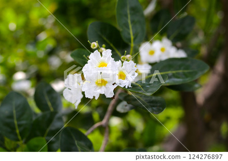 Clusters of white, trumpet-shaped flowers with yellow throats, blooming on tree Clusters of white, trumpet-shaped flowers with yellow throats, blooming on tree 124276897