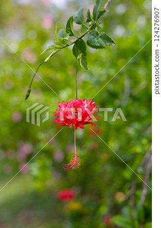 A striking, fringed red hibiscus (Hibiscus schizopetalus) hangs delicately from a slender branch A striking, fringed red hibiscus (Hibiscus schizopetalus) hangs delicately from a slender branch 124276907