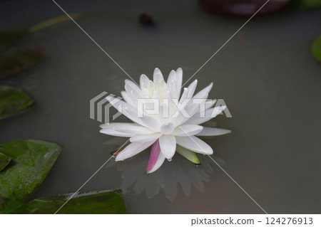 Blooming white water lily in pond Blooming white water lily in pond 124276913