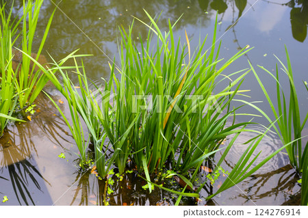 Leaves of Acorus calamus, also known as Sweet Flag, growing in water Leaves of Acorus calamus, also known as Sweet Flag, growing in water 124276914