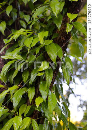 Piper retrofractum (Javanese Long Pepper) leaves and immature fruiting spikes. Piper retrofractum (Javanese Long Pepper) leaves and immature fruiting spikes. 124276920