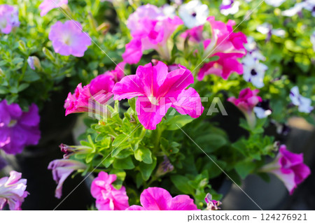 Petunia flowers in a container 124276921