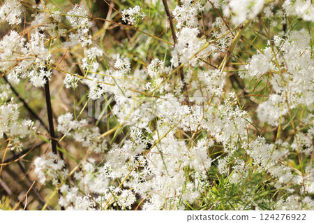 White flower of asparagus racemosus, commonly known as Shatavari, with its thorny stems and fine 124276922