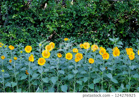 A vibrant patch of sunflowers blooming in a garden 124276925