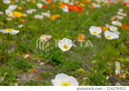 Beautiful poppy flower garden. The Expo 70 Commemorative Park, Osaka, Japan Beautiful poppy flower garden. The Expo 70 Commemorative Park, Osaka, Japan 124276932