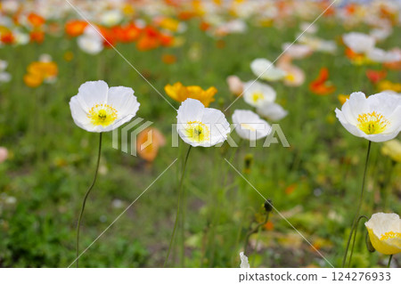 Beautiful poppy flower garden. The Expo 70 Commemorative Park, Osaka, Japan Beautiful poppy flower garden. The Expo 70 Commemorative Park, Osaka, Japan 124276933
