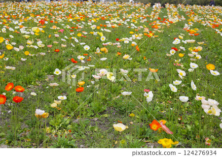 Beautiful poppy flower garden. The Expo 70 Commemorative Park, Osaka, Japan Beautiful poppy flower garden. The Expo 70 Commemorative Park, Osaka, Japan 124276934