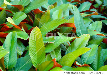 Stromanthe sanguinea plant in the garden 124276939