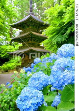 Teijoji Temple three-story pagoda and hydrangea 124276967