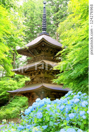 Teijoji Temple three-story pagoda and hydrangea 124276968