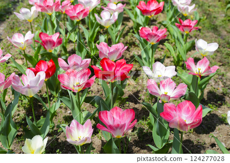 Beautiful tulip flower garden. The Expo 70 Commemorative Park, Osaka, Japan 124277028