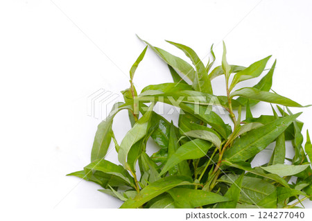Vietnamese coriander leaves on white background. Vietnamese coriander leaves on white background. 124277040