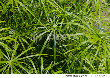 Cyperus involucratus plant in pond 124277046