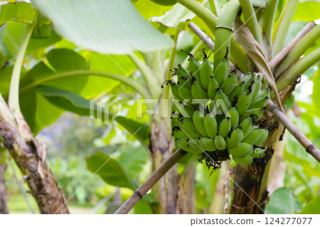 A large bunch of unripe green bananas hanging from a banana tree. A large bunch of unripe green bananas hanging from a banana tree. 124277077