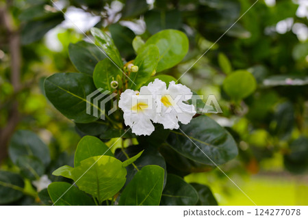 Clusters of white, trumpet-shaped flowers with yellow throats, blooming on tree 124277078