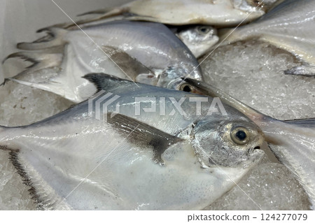 Fresh Silver Pomfret (Pampus sp.), Fresh fish for sale on a bed of ice at a seafood market 124277079