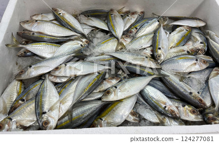 Yellowstripe Scad, Fresh fish for sale on a bed of ice at a seafood market Yellowstripe Scad, Fresh fish for sale on a bed of ice at a seafood market 124277081