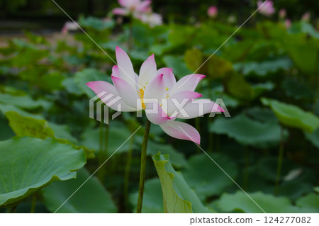 Pink and white lotus flowers in full bloom with green leaves 124277082