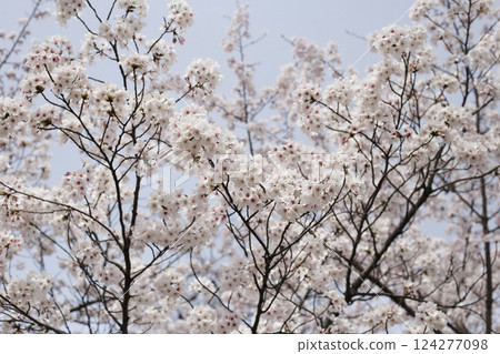 Branches of sakura flowers, cherry blossom 124277098
