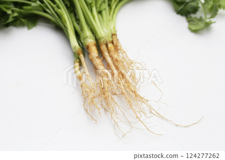 Fresh coriander (cilantro) with roots, a key ingredient in many Asian cuisines. 124277262