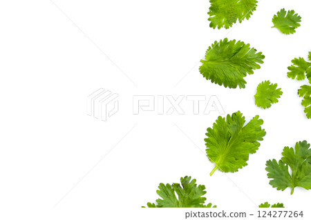 Fresh organic coriander, vegetables and herbs 124277264