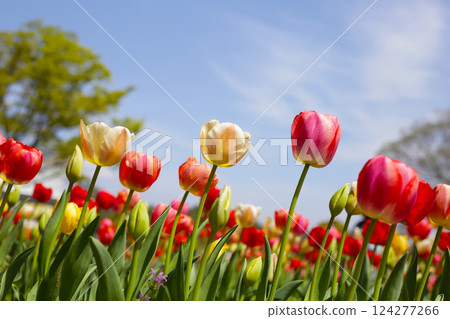 Beautiful tulip flower in the park Beautiful tulip flower in the park 124277266