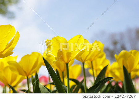 Beautiful tulip flower garden. The Expo 70 Commemorative Park, Osaka, Japan 124277267