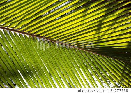 Coconut palm leaves for green background. 124277288