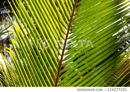 Coconut palm leaves for green background. 124277291