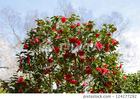 Beautiful camellia flower on tree. The Expo 70 Commemorative Park, Osaka, Japan Beautiful camellia flower on tree. The Expo 70 Commemorative Park, Osaka, Japan 124277292