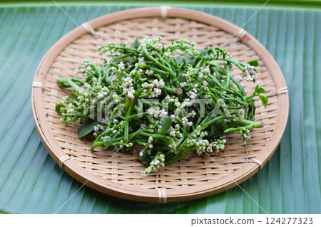 Fresh Flower of Ceylon Spinach or, Malabar Nightshade Fresh Flower of Ceylon Spinach or, Malabar Nightshade 124277323