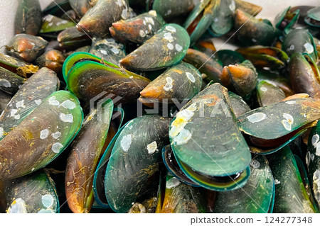 Fresh New Zealand Green-lipped Mussels 124277348