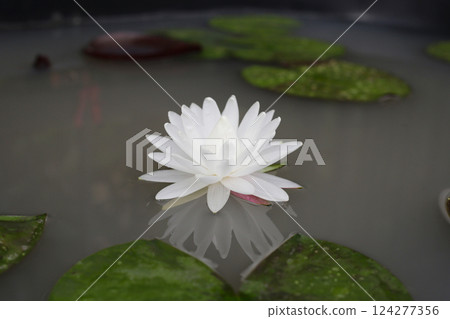 Blooming white water lily in pond Blooming white water lily in pond 124277356