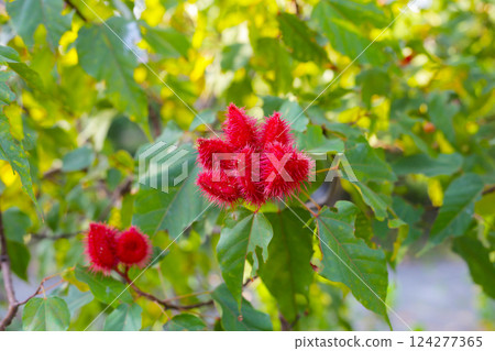 The spiky red seed pods of the Bixa orellana tree, also known as Annatto or Achiote. The spiky red seed pods of the Bixa orellana tree, also known as Annatto or Achiote. 124277365