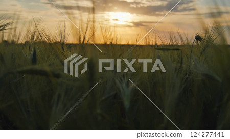 Golden sunset illuminating wheat field in summer Golden sunset illuminating wheat field in summer 124277441