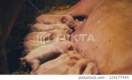 Newborn piglets nursing beside nursing sow, demonstrating maternal care within confined farrowing environment Newborn piglets nursing beside nursing sow, demonstrating maternal care within confined farrowing environment 124277445