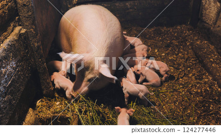 Piglets feeding from mother pig in a farm Piglets feeding from mother pig in a farm 124277446