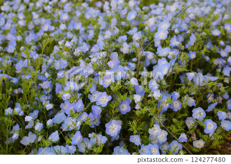 Nemophila flower, The Expo 70 Commemorative Park, Osaka, Japan Nemophila flower, The Expo 70 Commemorative Park, Osaka, Japan 124277480